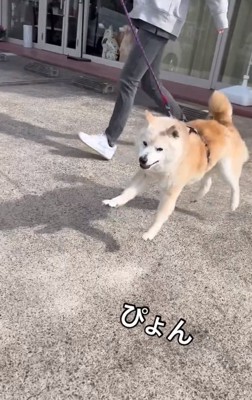 ぴょんぴょん歩くうーちゃん2