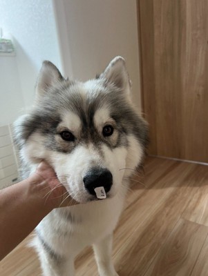 しらす君のお鼻に何かが…