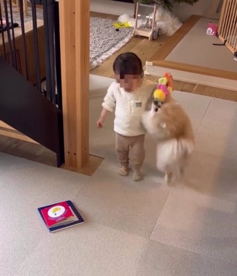 子供が持っているおもちゃに飛びかかる犬