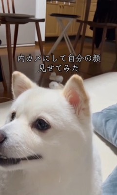 ベラちゃんが自分の姿を見た時の反応5