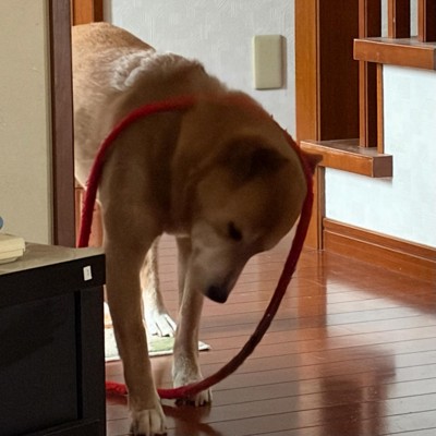 赤いリードを首にかけて歩く犬