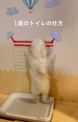 独特なトイレスタイルのもちちゃん