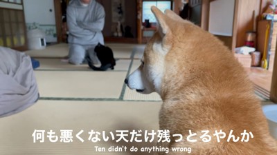 天ちゃんが怒られてる…