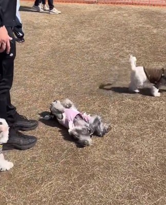 あざやかな降参をする陽菜ちゃん