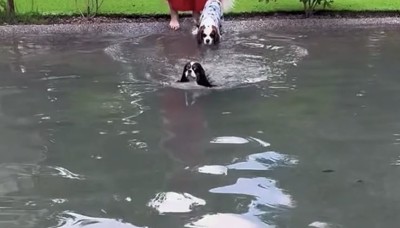 入水する犬2