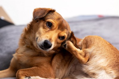 後ろ足で耳を掻いている犬