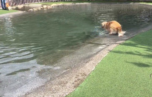 自ら前足を引きあげる犬