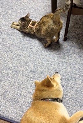 「おわり…？」