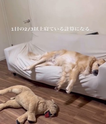 ソファーで眠る犬