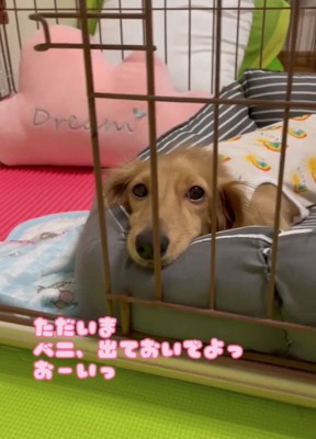ベッドに寝転ぶ犬