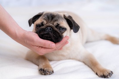 あご下をなでられて気持ちよさそうなパグ