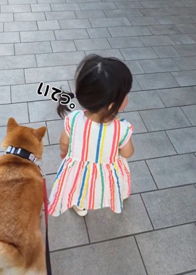 柴犬にぶつかる女の子