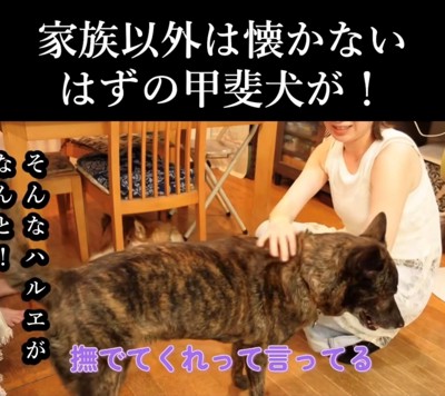 女性に寄って行って撫でられる犬