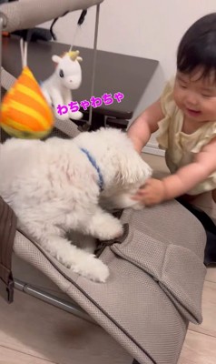 あさりちゃんと赤ちゃん8