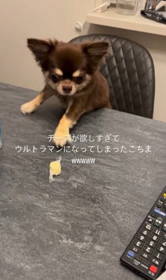 チーズを取りたいココちゃん3