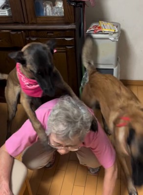 背中を強奪する大型犬