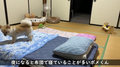 ポメくん、一足早く布団へ