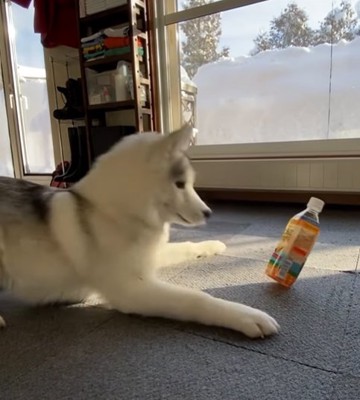 倒れるペットボトル