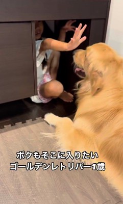 テーブルの下に入りたいシンバくん