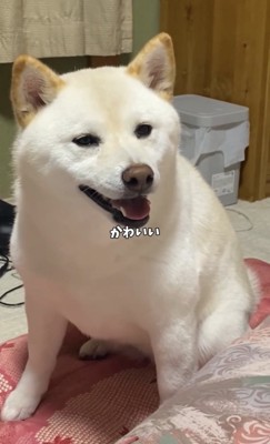 笑顔で見つめる犬