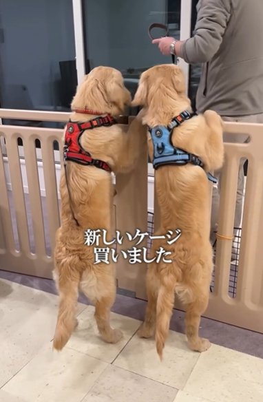 高さのあるケージに前脚をかけて立ち上がる2頭のゴールデンレトリバー