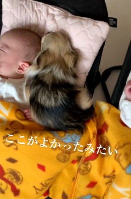 赤ちゃんとくるみちゃん1