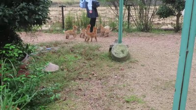 ヤクルトレディになりたい…！