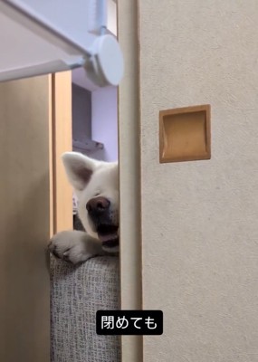 扉を閉められるこゆきちゃん