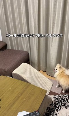 ボールを取ってもらいたいクララちゃん