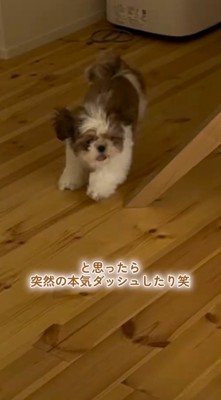 男の子を追いかけて走り出す子犬