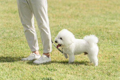 犬のリードを引く