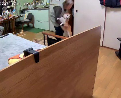 ピョンピョン飛び掛かる富士くん