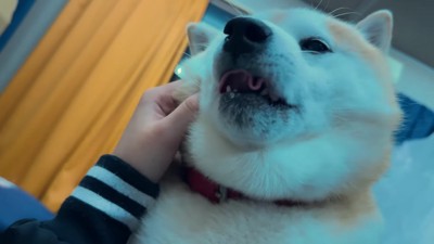 ぷしゅぷしゅと鼻を鳴らして…