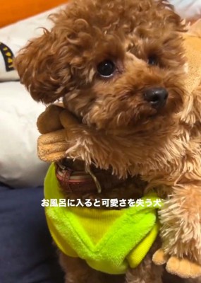 フワフワなトイプードル