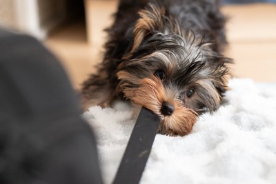 黒いひもを引っ張る