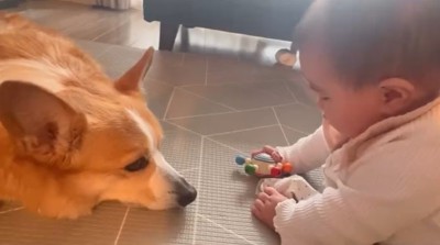 赤ちゃんを見つめる犬