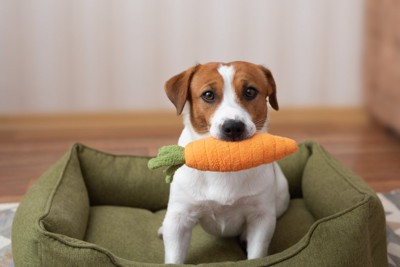 ニンジンのおもちゃをくわえる犬