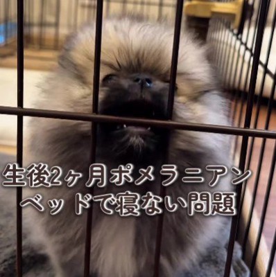ポメラニアンのたぬちゃん