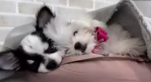 寄り添って眠る2頭の小さな犬