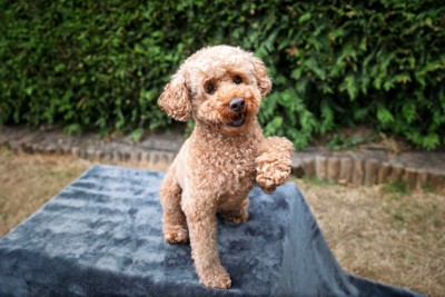 片足を上げるトイプードル