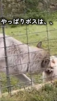 ウルフドッグに吠え続けるポメラニアン