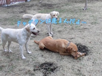 ドッグランで遊ぶ犬たち
