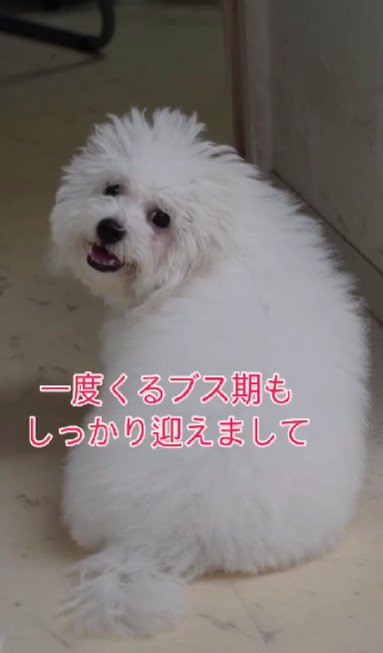 ブス期が到来!?