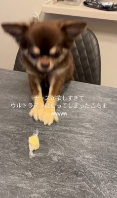 チーズを取りたいココちゃん7