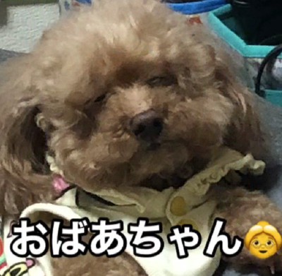 幸せいっぱいのわんこでした♡