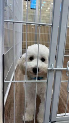 サークルに入れられた犬