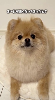 トリミングをしてもらい、フワフワになった犬