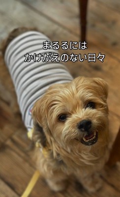 犬生が激変したまるるちゃん