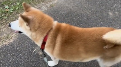 横を向く犬