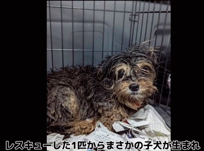 赤ちゃん犬を家族に迎えるまで4
